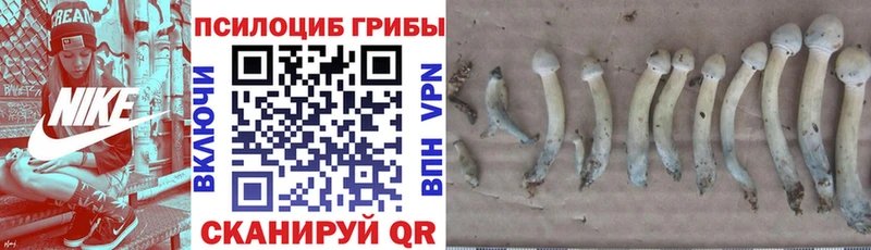 Псилоцибиновые грибы GOLDEN TEACHER Красноармейск